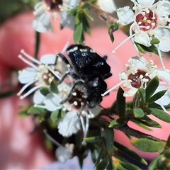 Zenithicola funesta (Checkered beetle) at Bungendore, NSW - 6 Jan 2025 by clarehoneydove