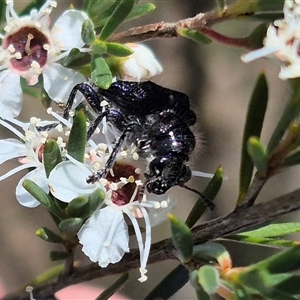 Zenithicola funesta at Bungendore, NSW - 6 Jan 2025