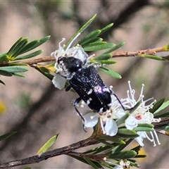 Zenithicola funesta at Bungendore, NSW - 6 Jan 2025