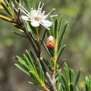 Eupolemus angularis at Bungendore, NSW - suppressed