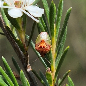 Eupolemus angularis at Bungendore, NSW - suppressed