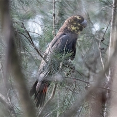 Calyptorhynchus lathami lathami (Glossy Black-Cockatoo) at Penrose, NSW - 8 Mar 2020 by GITM1