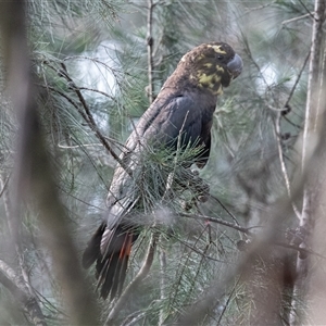 Calyptorhynchus lathami lathami at Penrose, NSW - 8 Mar 2020