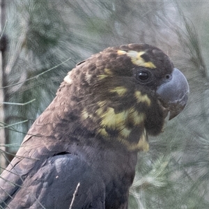 Calyptorhynchus lathami lathami at Penrose, NSW - 8 Mar 2020