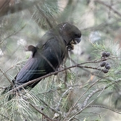 Calyptorhynchus lathami lathami at Penrose, NSW - suppressed