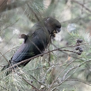 Calyptorhynchus lathami lathami at Penrose, NSW - suppressed