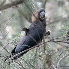 Calyptorhynchus lathami lathami at Penrose, NSW - 8 Mar 2020