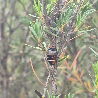 Ellipsidion australe (Austral Ellipsidion cockroach) at Bungendore, NSW - 6 Jan 2025 by clarehoneydove