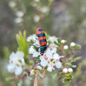 Castiarina crenata at Bungendore, NSW - suppressed