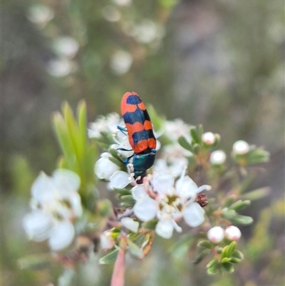 Castiarina crenata (Jewel beetle) at Bungendore, NSW - 6 Jan 2025 by clarehoneydove