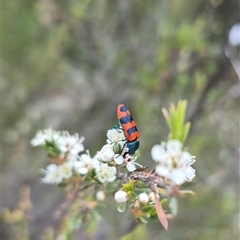 Castiarina crenata at Bungendore, NSW - suppressed