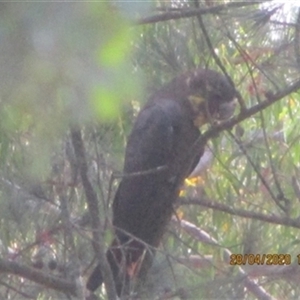 Calyptorhynchus lathami lathami at Penrose, NSW - 28 Apr 2020