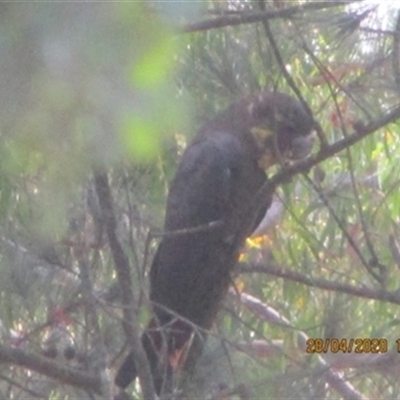 Calyptorhynchus lathami lathami (Glossy Black-Cockatoo) at Penrose, NSW - 28 Apr 2020 by GITM1