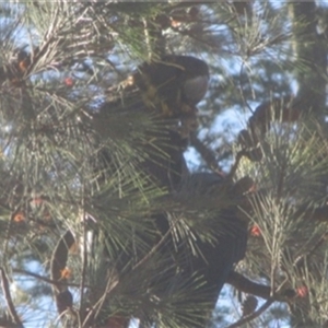 Calyptorhynchus lathami lathami at Penrose, NSW - 28 Apr 2020