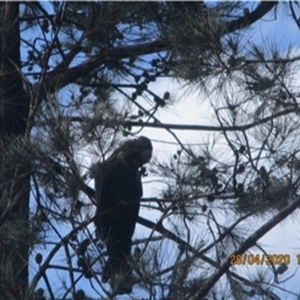 Calyptorhynchus lathami lathami at Penrose, NSW - suppressed