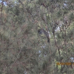 Calyptorhynchus lathami lathami at Penrose, NSW - 28 Apr 2020