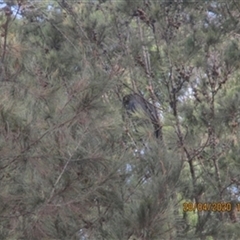 Calyptorhynchus lathami lathami at Penrose, NSW - suppressed