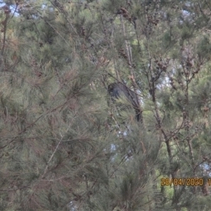 Calyptorhynchus lathami lathami at Penrose, NSW - suppressed