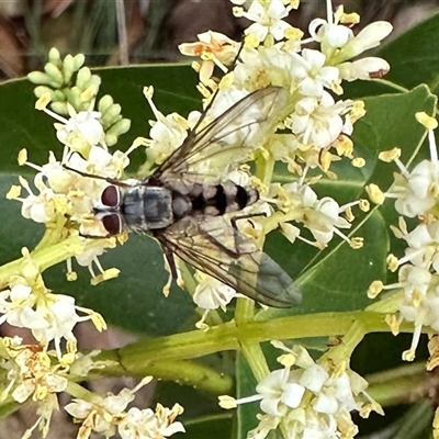 Dexiini (tribe) (A bristle fly) at Pialligo, ACT - 2 Jan 2025 by Pirom