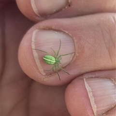 Araneus ginninderranus (Dondale's Orb-weaver) at Colac Colac, VIC - 3 Jan 2025 by LyndalT