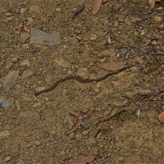 Notechis scutatus (Tiger Snake) at Cotter River, ACT - 5 Jan 2025 by PatJetta