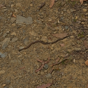 Notechis scutatus at Cotter River, ACT - 5 Jan 2025 10:30 AM