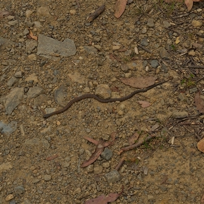 Notechis scutatus (Tiger Snake) at Cotter River, ACT - 4 Jan 2025 by PatJetta