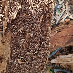 Termitoidae (informal group) at Tharwa, ACT - 6 Jan 2025