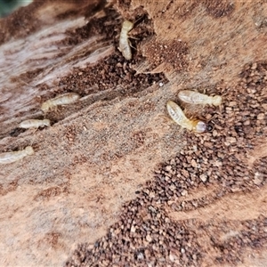 Termitoidae (informal group) at Tharwa, ACT - 6 Jan 2025