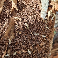 Termitoidae (informal group) at Tharwa, ACT - 6 Jan 2025