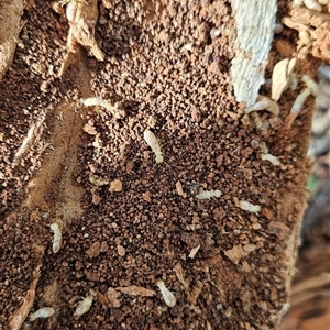 Termitoidae (informal group) at Tharwa, ACT - 6 Jan 2025