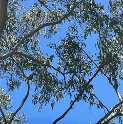 Eucalyptus sp. at Brownlow Hill, NSW - 20 Dec 2024 by caitlinharnett