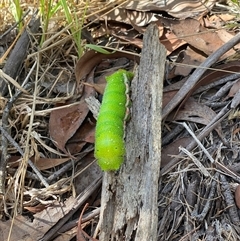 Opodiphthera helena (Helena Gum Moth) at Mount Victoria, NSW - 3 Jan 2025 by mnphenson@gmail.com