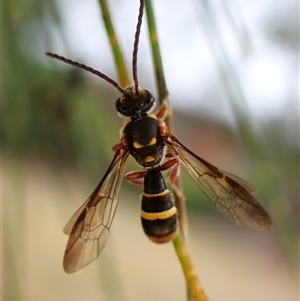 Lasioglossum (Australictus) peraustrale at Cook, ACT - 7 Jan 2025