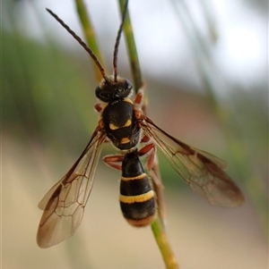 Lasioglossum (Australictus) peraustrale at Cook, ACT - 7 Jan 2025