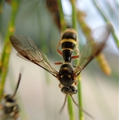 Lasioglossum (Australictus) peraustrale at Cook, ACT - 7 Jan 2025