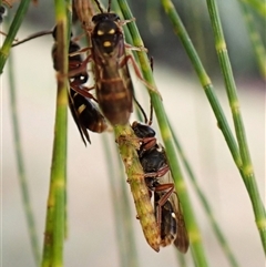 Lasioglossum (Australictus) peraustrale at Cook, ACT - 7 Jan 2025