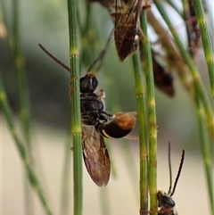 Lasioglossum (Australictus) peraustrale at Cook, ACT - 7 Jan 2025 07:23 AM