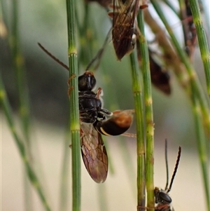 Lasioglossum (Australictus) peraustrale at Cook, ACT - 7 Jan 2025