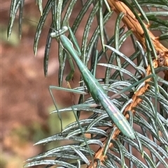 Mantidae (family) adult or nymph at Wanniassa, ACT - 7 Jan 2025 by Euphemia