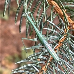 Mantidae (family) adult or nymph at Wanniassa, ACT - 6 Jan 2025 by Euphemia