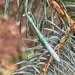 Mantidae (family) adult or nymph at Wanniassa, ACT by Euphemia