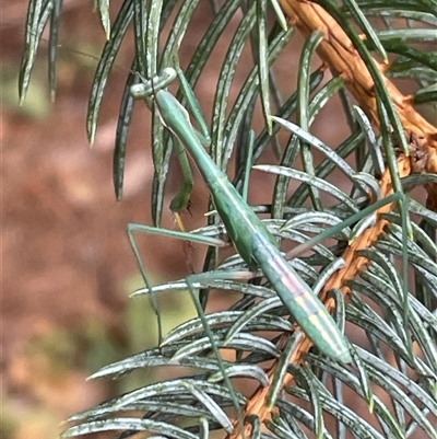 Mantidae (family) adult or nymph at Wanniassa, ACT - 6 Jan 2025 by Euphemia