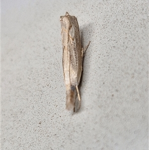 Culladia cuneiferellus (Crambinae moth) at Lyneham, ACT by trevorpreston