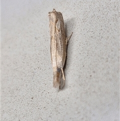 Culladia cuneiferellus at Lyneham, ACT - 7 Jan 2025 10:15 AM