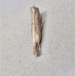 Culladia cuneiferellus at Lyneham, ACT - 7 Jan 2025 10:15 AM