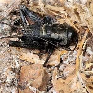 Teleogryllus sp. (genus) (A Cricket) at Lyneham, ACT by trevorpreston