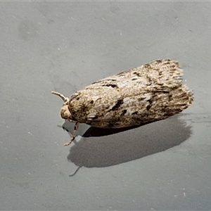 Philobota mucida at Lyneham, ACT by trevorpreston