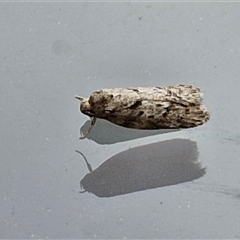 Philobota mucida at Lyneham, ACT - 7 Jan 2025