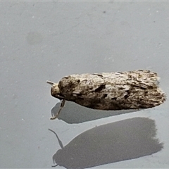 Philobota mucida at Lyneham, ACT - 7 Jan 2025